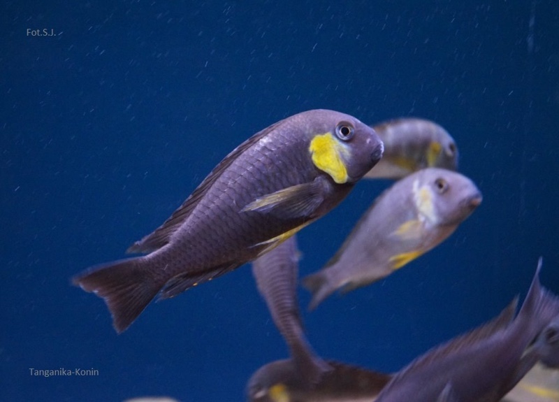 Tropheus sp. 'lukuga' Kabimba